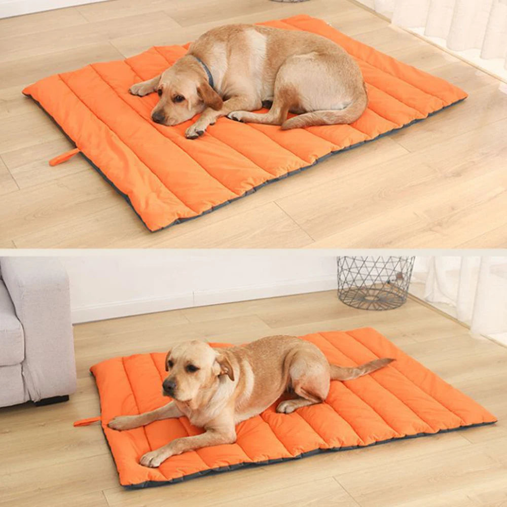 coussin chien relaxe au salon